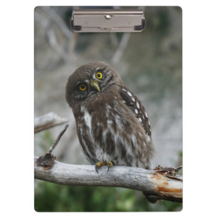 Pranchetas Área de Transferência do norte Pygmy Owl