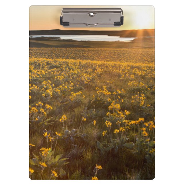 Pranchetas Arroio de Balsamroot de Folha de Seta de Flores Si (Frente)