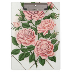 Pranchetas Arte Botânica Vintage Rosa Rosa Cottagecore
