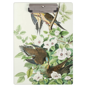 Pranchetas Arte Floral de Pássaros Vintage Audubon da Pomba C