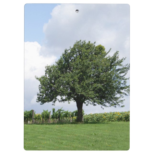 Pranchetas Árvore De Cereja No Verão (Verso)