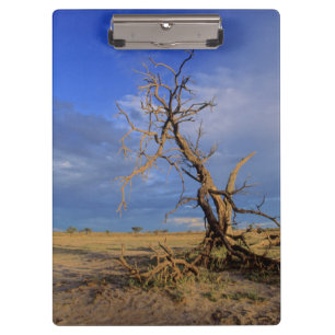Pranchetas Árvore Espinho de Camelo Morto (Acacia Erioloba)
