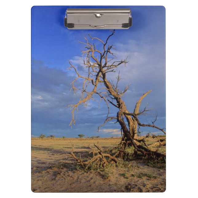 Pranchetas Árvore Espinho de Camelo Morto (Acacia Erioloba) (Frente)