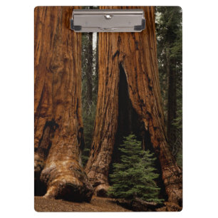Pranchetas Árvores Redwood, Parque Nacional Sequoia.