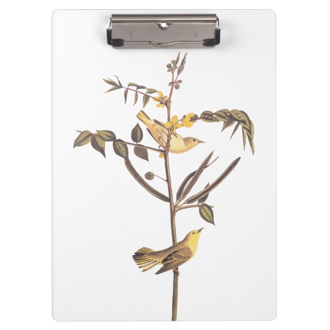 Pranchetas Audubon Children's Warbler Songbird (Frente)