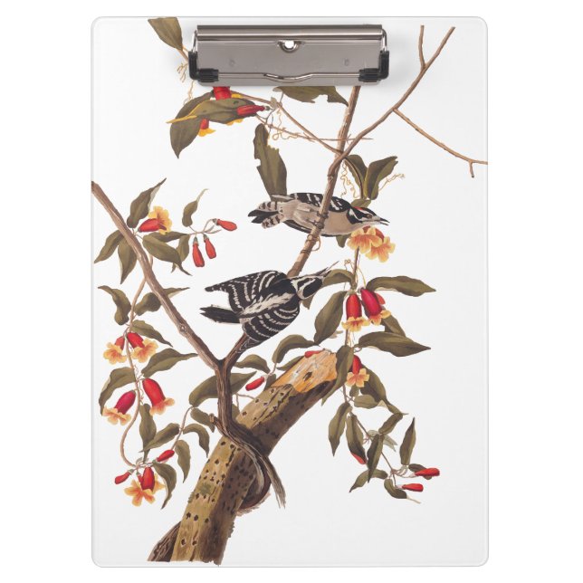 Pranchetas Audubon Downy Woodpecker Casal com Flores (Frente)