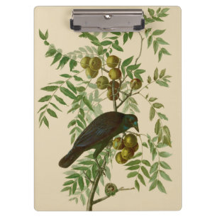 Pranchetas Ave Negra Americana da Audubon