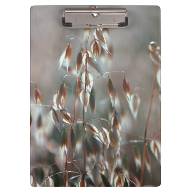 Pranchetas Aveia De Ripe (Avena Sativa) Fechar. Ceres, Boland (Frente)