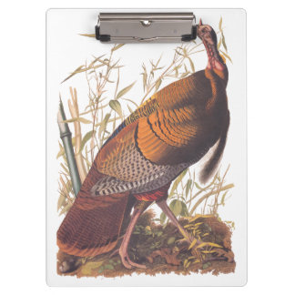 Pranchetas Aves da América Selvagem Turca do Audubon