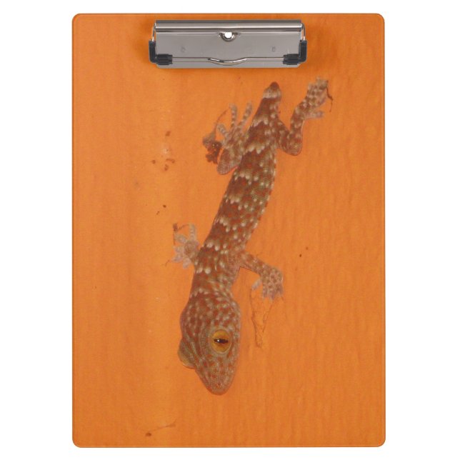 Pranchetas Baby Tokay Gecko (Frente)