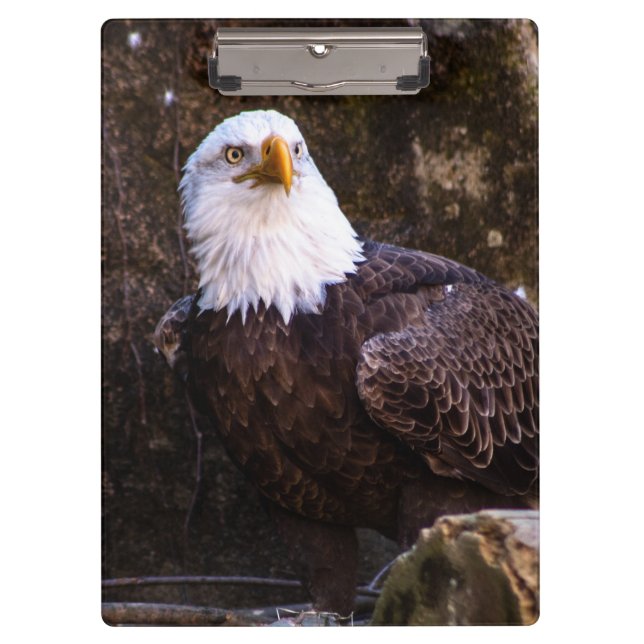 Pranchetas Bald Eagle (Frente)