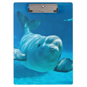 Pranchetas Baleia da beluga