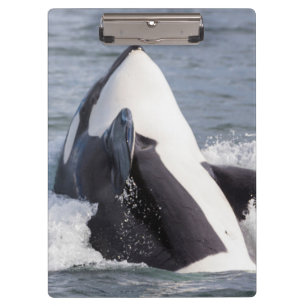 Pranchetas Baleia Orca saltando