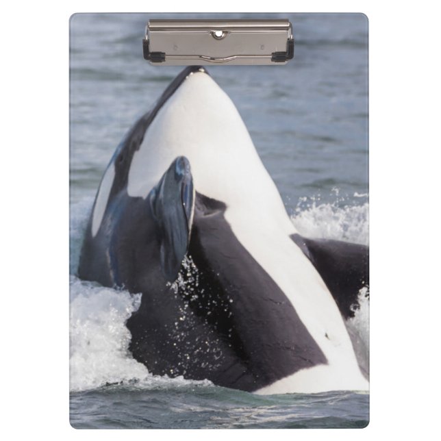 Pranchetas Baleia Orca saltando (Frente)
