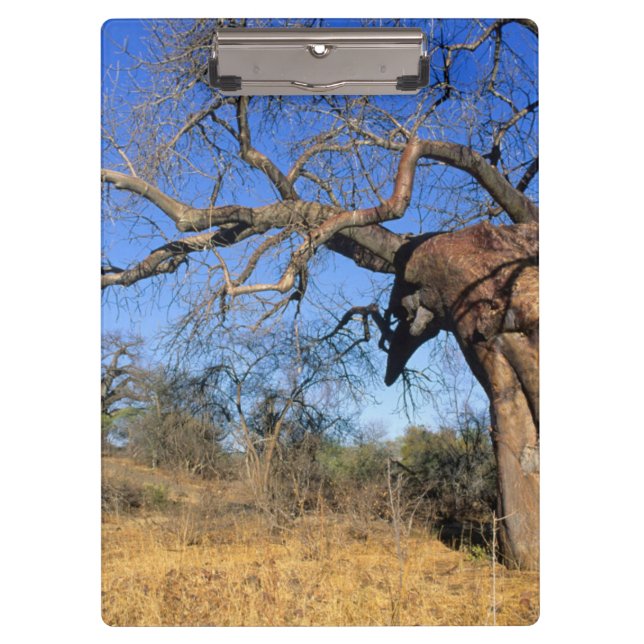Pranchetas Baobá (Adansonia Digitata), Parque Nacional Kruger (Frente)