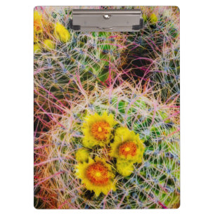 Pranchetas Barrel cactus perto, Califórnia