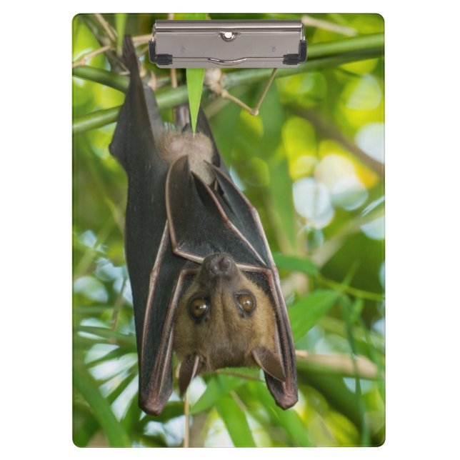 Pranchetas Bastão (Frente)