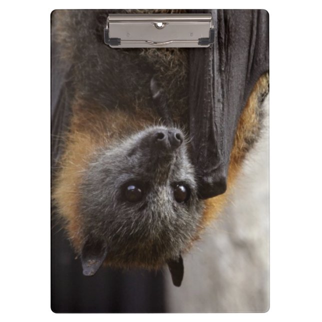 Pranchetas Bastão australiano (Frente)