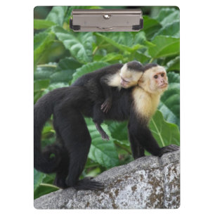Pranchetas Bebê adulto do carregando do macaco do Capuchin e