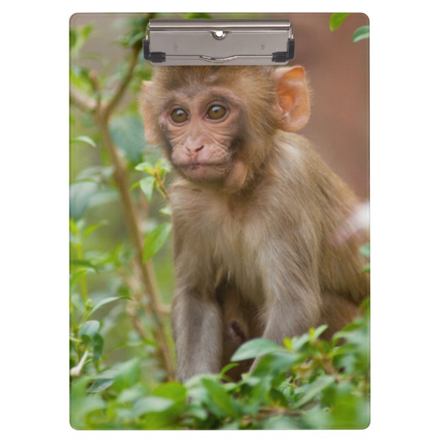 Pranchetas Bebê Macaco Rhesus, Templo do Macaco, Jaipur (Frente)