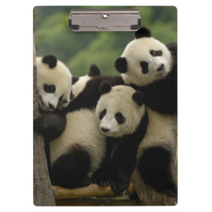 Pranchetas bebês de panda gigante Ailuropoda melanoleuca)