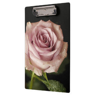 Pranchetas bela rosa rosa