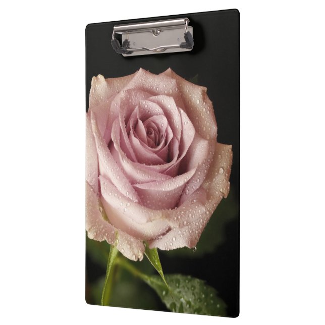 Pranchetas bela rosa rosa (Esquerda)