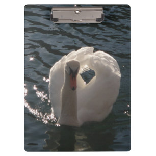 Pranchetas Belo cisne branco