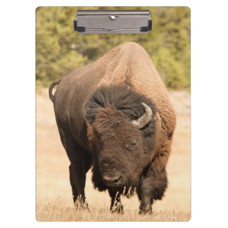 Pranchetas Bisonte