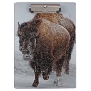 Pranchetas Bisonte de Yellowstone