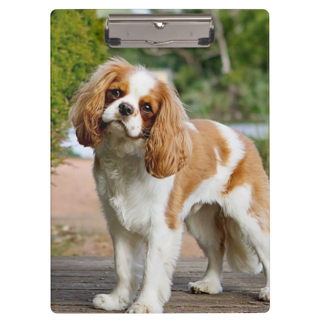 Pranchetas Blenheim Cavalier King Charles Spaniel Dog (Frente)