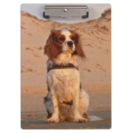 Pranchetas Blenheim Cavalier King Charles Spaniel Dog