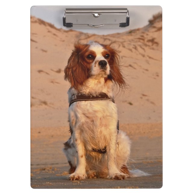 Pranchetas Blenheim Cavalier King Charles Spaniel Dog (Frente)