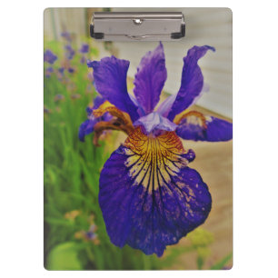 Pranchetas Blue Flag Iris Fleur de Lys French Canada Quebec