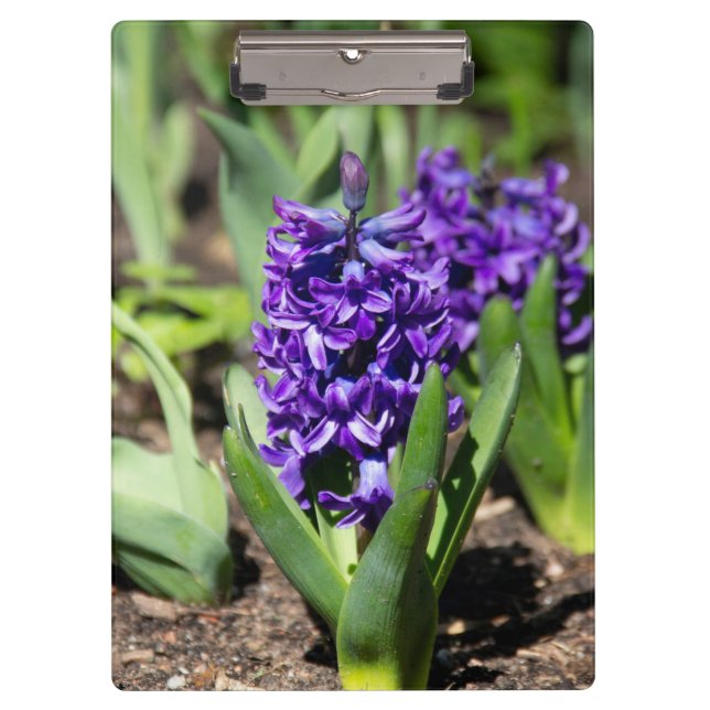 Pranchetas Blue Geocinth em primavera (Frente)