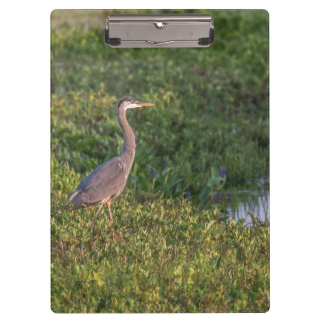 Pranchetas Blue Heron (Frente)
