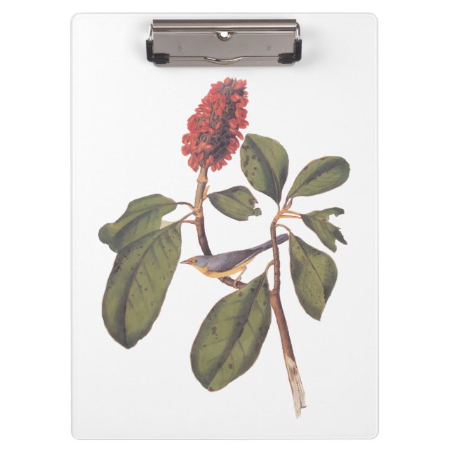 Pranchetas Bonaparte Flycatcher Canada Warbler Audubon Bird (Frente)