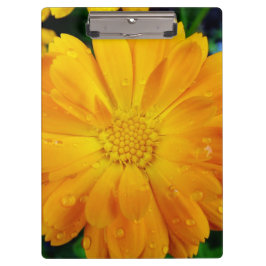 Pranchetas bonito cheio florescente flor de margarida amarela