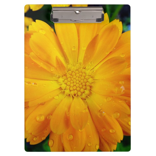 Pranchetas bonito cheio florescente flor de margarida amarela (Frente)