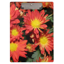 Pranchetas bonito flores de margarida laranja de férias. jard