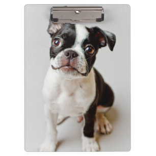 Pranchetas Boston Terrier