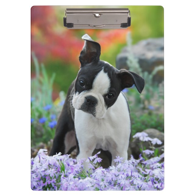 Pranchetas Boston Terrier Dog Cute Puppy Portrait Photo - on (Frente)