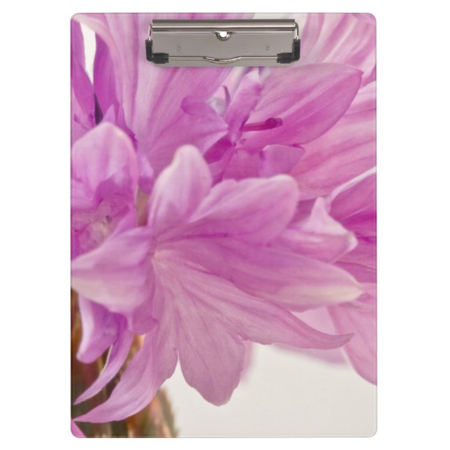 Pranchetas Botão Batchelor (Frente)