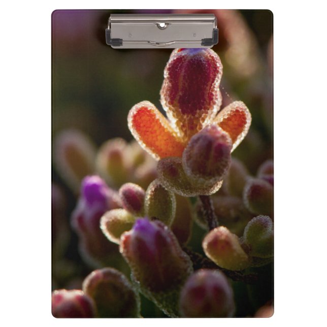 Pranchetas Botão de Flor Suculenta Colorida Iluminada Com Aro (Frente)