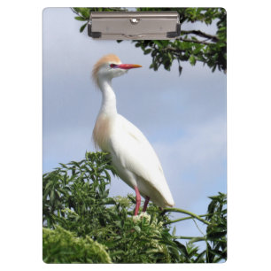 Pranchetas Bovinos Egret - Série Wading Bird - Clip Conselho