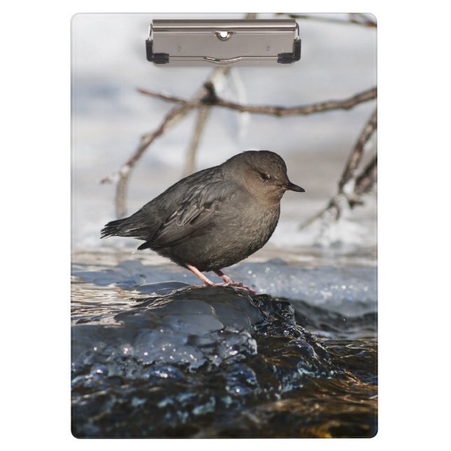 Pranchetas Brave American Dipper (Frente)