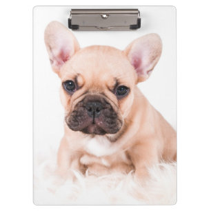 Pranchetas Buldogue francês