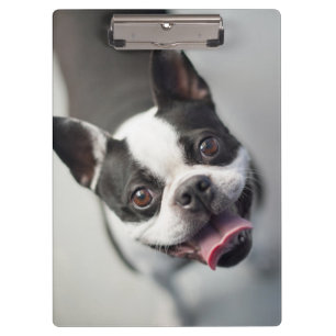 Pranchetas Buldogue francês das imagens de Getty