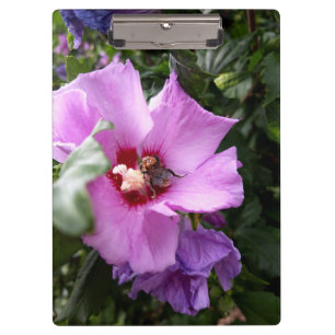 Pranchetas Bumblebee na Flor de Hibiscus
