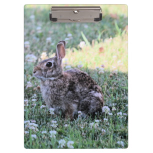 Pranchetas Bunny